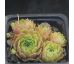 Sempervivum LIANA