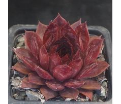 Sempervivum OUCHA