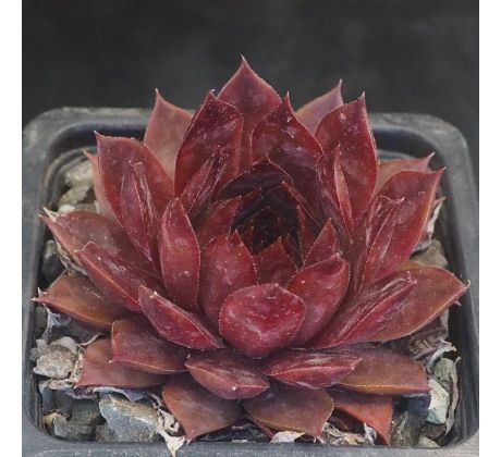 Sempervivum OUCHA