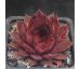 Sempervivum OUCHA