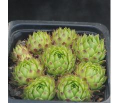 Sempervivum SILVER KING