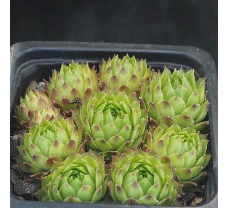 Sempervivum SILVER KING