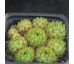 Sempervivum SILVER KING