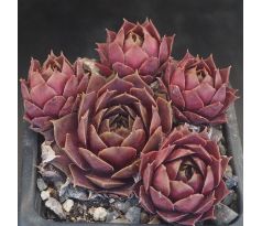 Sempervivum GILDOR