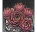 Sempervivum GILDOR