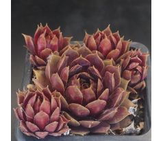 Sempervivum LIGHTHOUSE