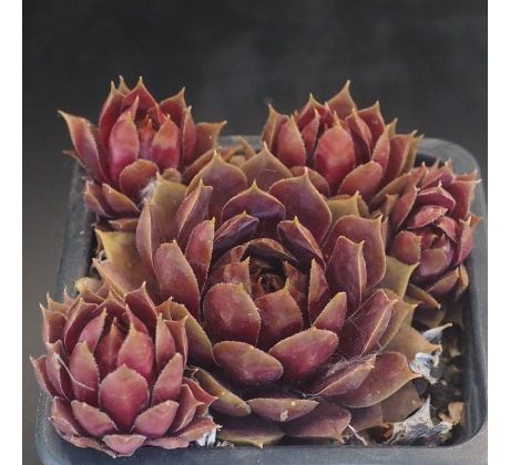 Sempervivum LIGHTHOUSE