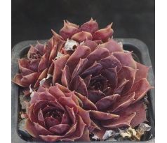 Sempervivum LITTLE ROSEBUD