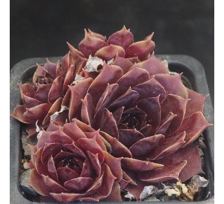 Sempervivum LITTLE ROSEBUD