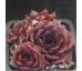 Sempervivum LITTLE ROSEBUD