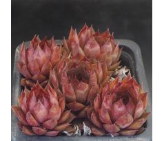 Sempervivum SHINY RED