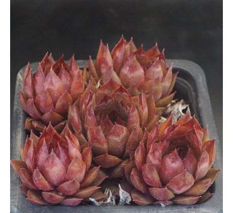 Sempervivum SHINY RED