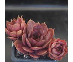 Sempervivum GRAND CHEF