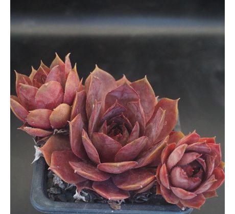 Sempervivum GRAND CHEF