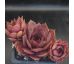 Sempervivum GRAND CHEF