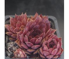 Sempervivum PACIFIC DAEMON