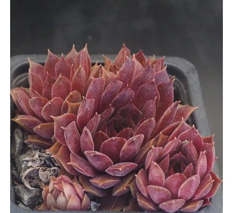 Sempervivum PACIFIC DAEMON