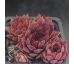 Sempervivum PACIFIC DAEMON