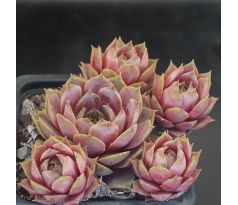 Sempervivum ROSE SENNE