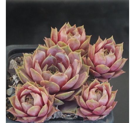 Sempervivum ROSE SENNE