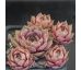 Sempervivum ROSE SENNE