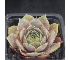 Sempervivum LAMIA