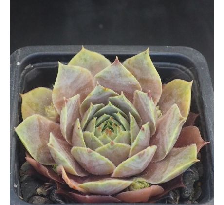 Sempervivum LAMIA