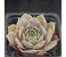 Sempervivum LAMIA
