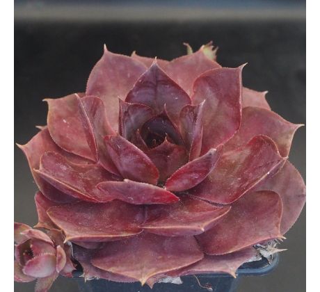 Sempervivum ALESIA