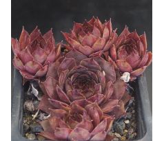 Sempervivum RALPH