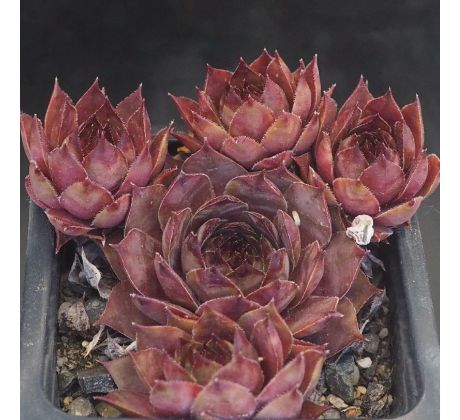 Sempervivum RALPH