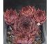 Sempervivum RALPH