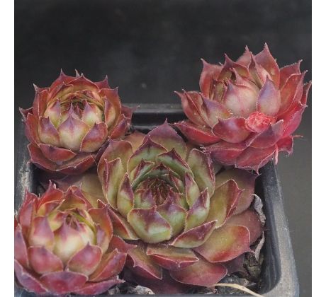 Sempervivum ENKOK