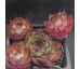 Sempervivum ENKOK