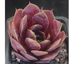 Sempervivum EXQUISITE