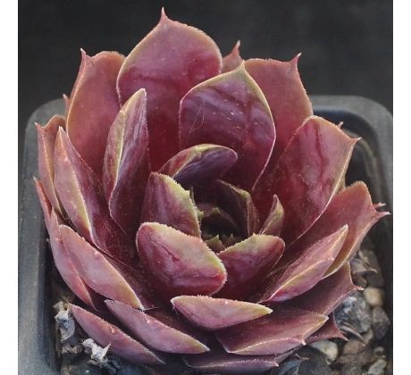 Sempervivum EXQUISITE