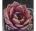 Sempervivum EXQUISITE