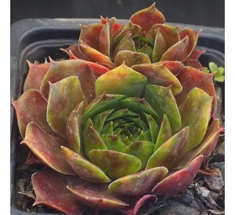 Sempervivum APPELGROEN