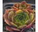 Sempervivum APPELGROEN