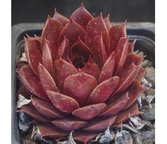 Sempervivum MAITE