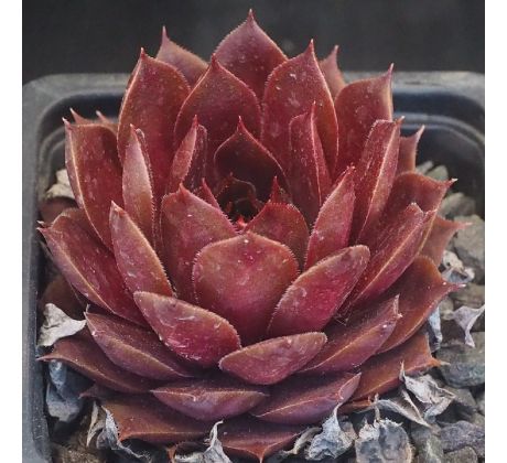 Sempervivum MAITE