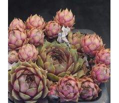Sempervivum PLEIADE