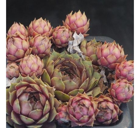 Sempervivum PLEIADE