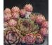 Sempervivum PLEIADE