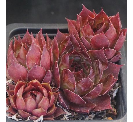 Sempervivum KISTY