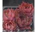 Sempervivum KISTY
