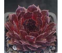 Sempervivum LORD MORTON