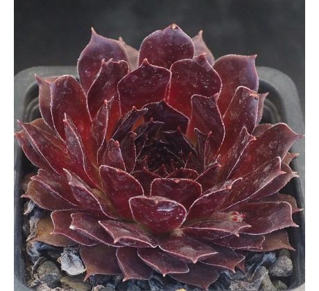 Sempervivum LORD MORTON