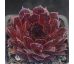 Sempervivum LORD MORTON