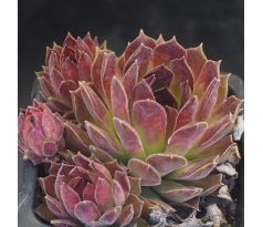 Sempervivum NATALIE II